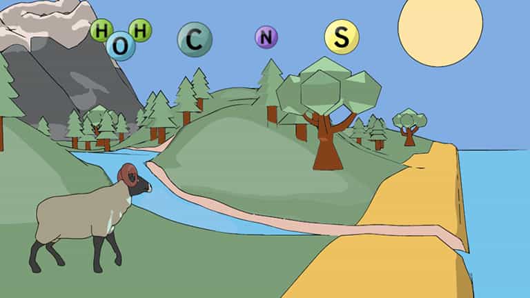 Biogeochemical Cycles in the Biosphere