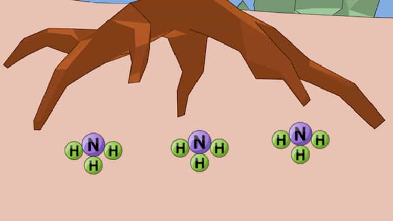 Biogeochemical Cycles: the Nitrogen Cycle