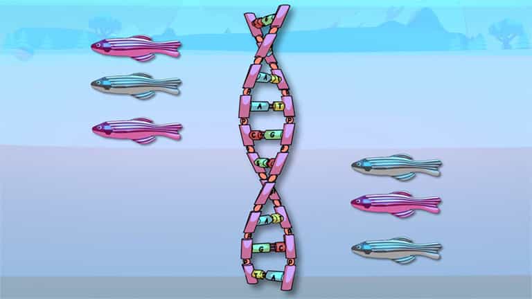 Speciation Rates and Evolution of New Species