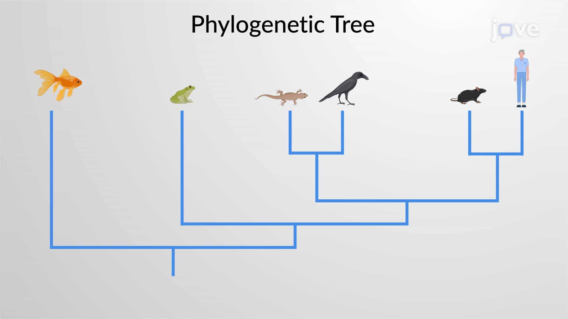 Phylogeny: Ancestral Relationships between Organisms