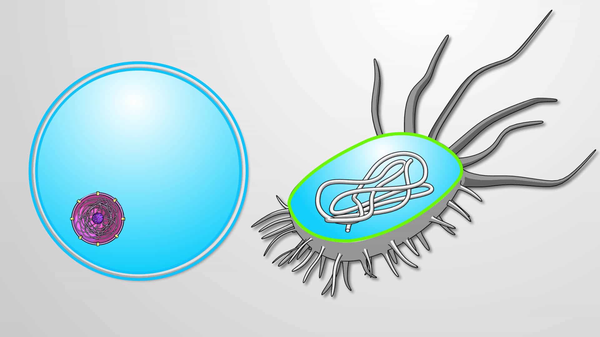 Cytoplasm: Cytosol, Cytoskeleton and Organelles