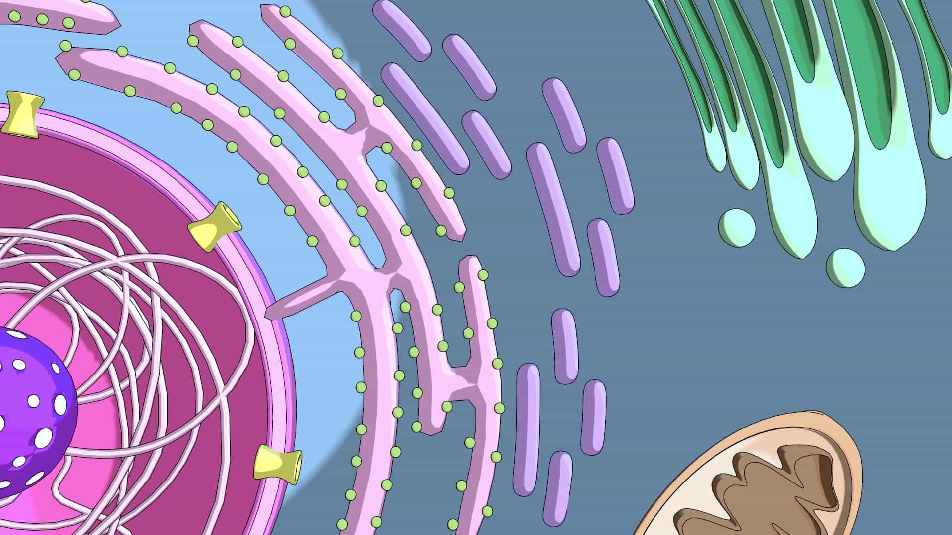 Endoplasmic Reticulum : RER and SER
