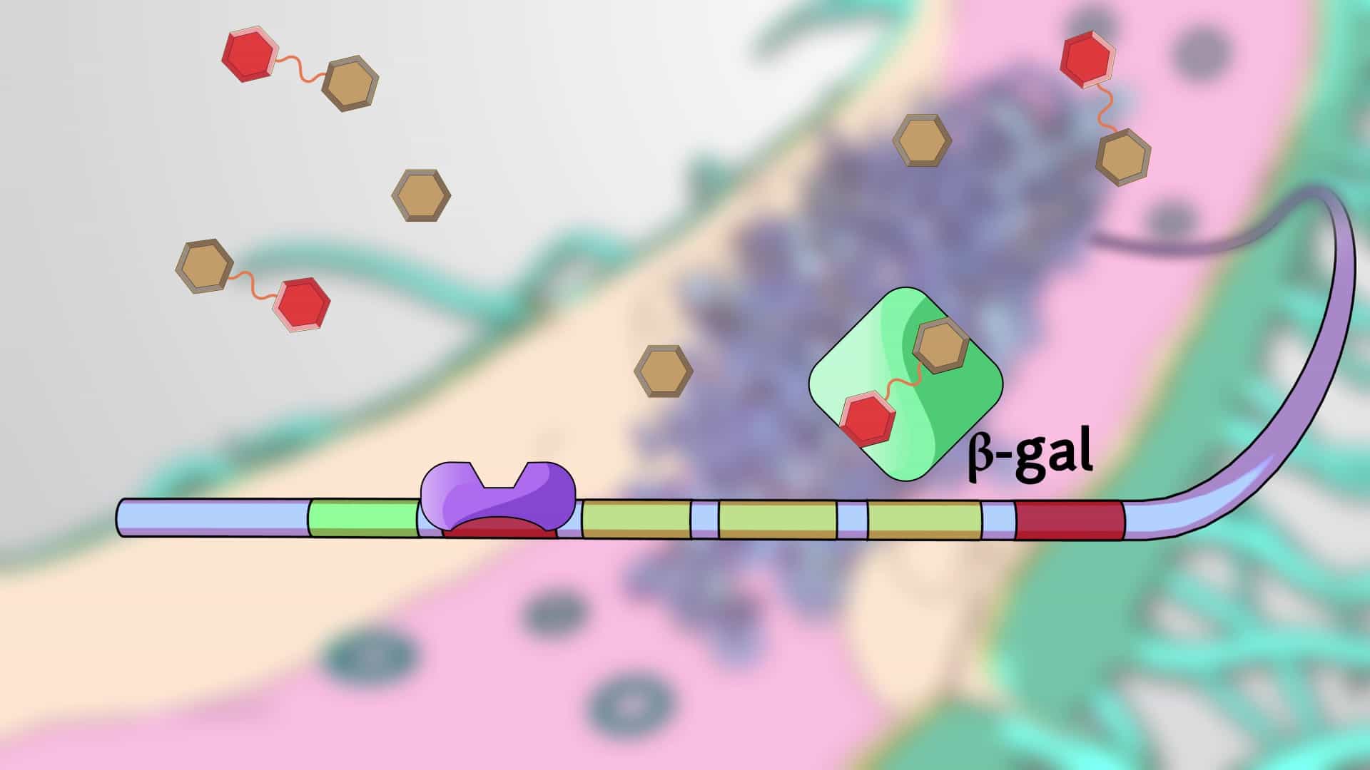 Regulation of Gene Expression in Prokaryotes: lac Operon