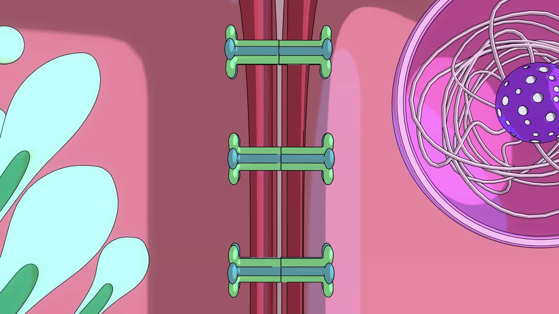 Connexins and Gap Junctions