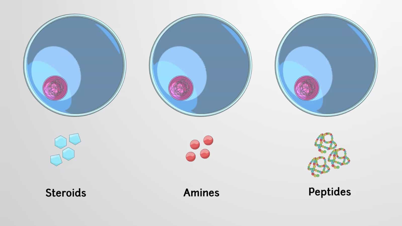 Types of Hormones in Animals