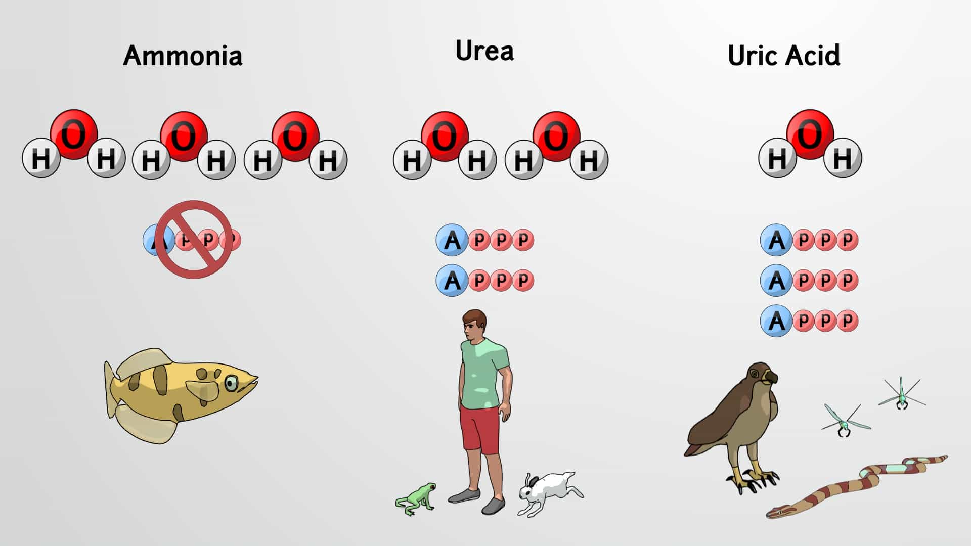 Ammonotelic, Uricotelic and Ureotelic Organisms