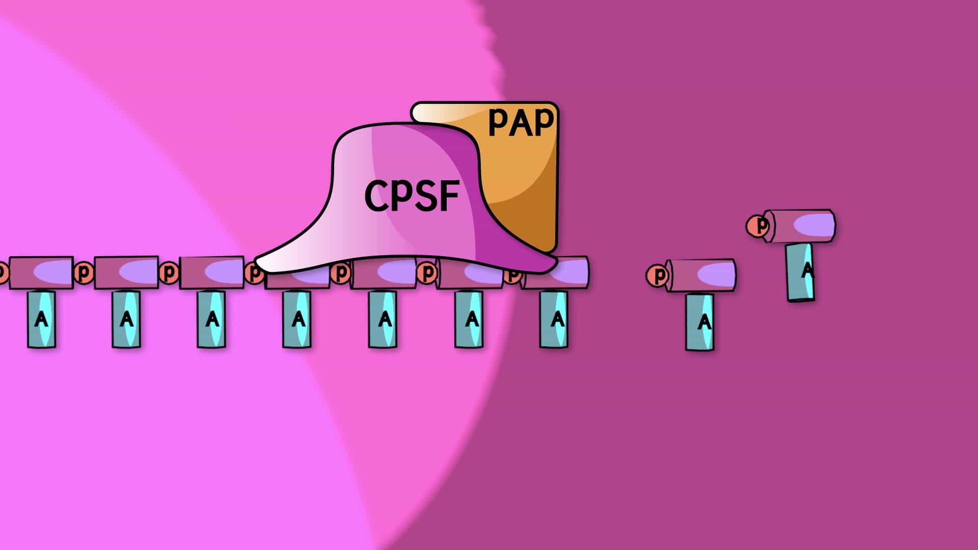 Pre-mRNA Processing: 5' Cap and poly-A Tail