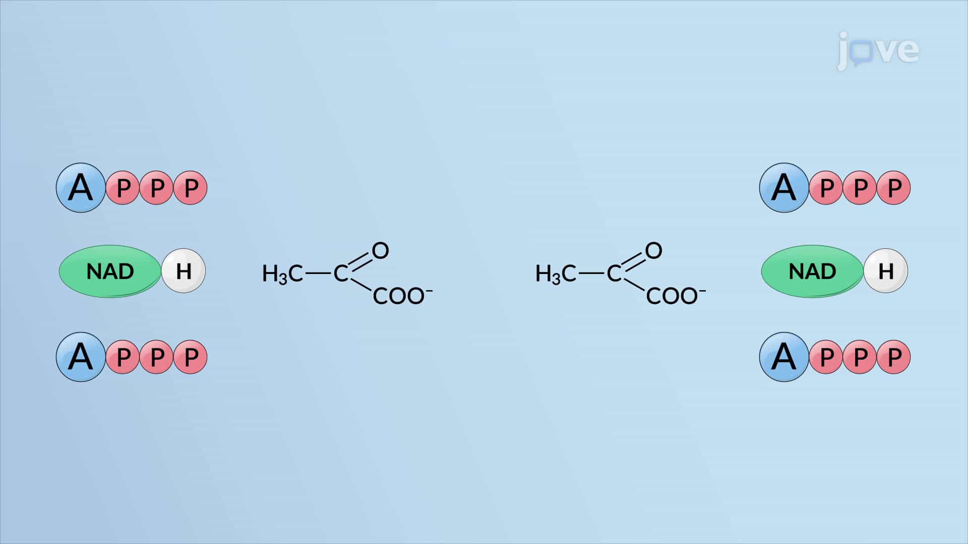 Outcomes of Glycolysis: Pyruvates and ATP