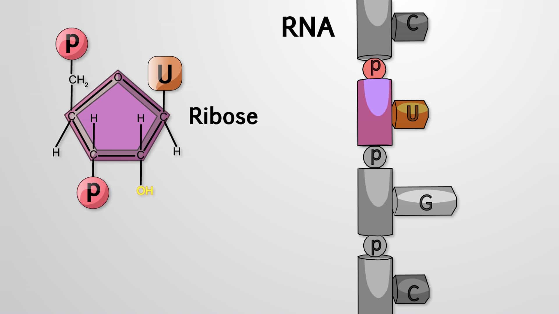 RNA Binding Proteins and RNA Stability