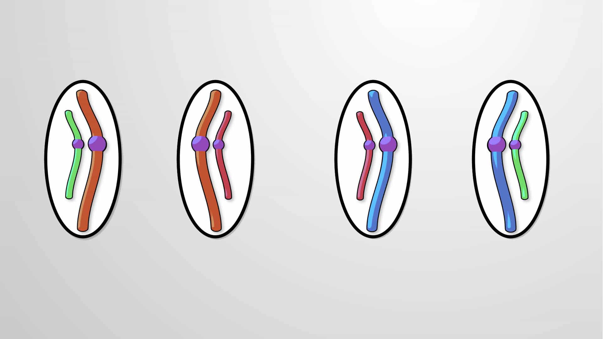 Chromosomal Theory of Inheritance