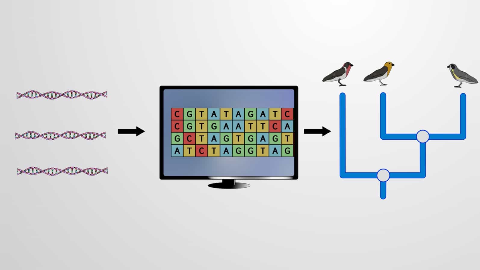 Evolutionary Relationships and Phylogenetic Trees