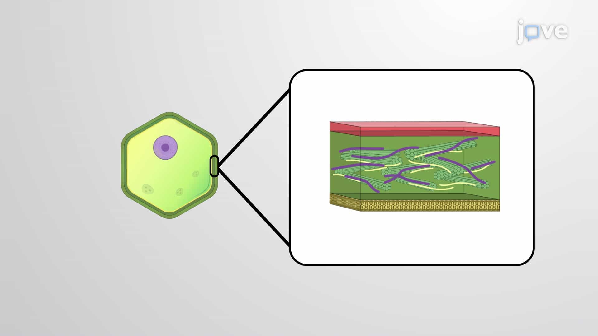 Layers of Plant Cell Wall and Cellulose