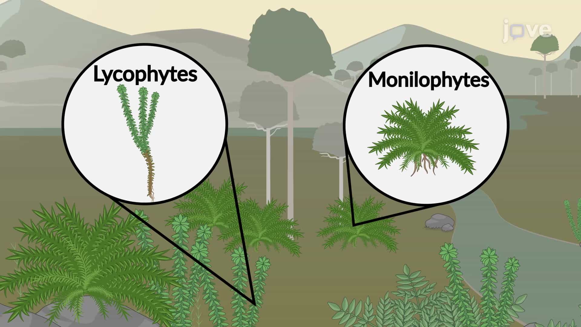 Seedless Vascular Plants: Monilophytes and Lycophytes
