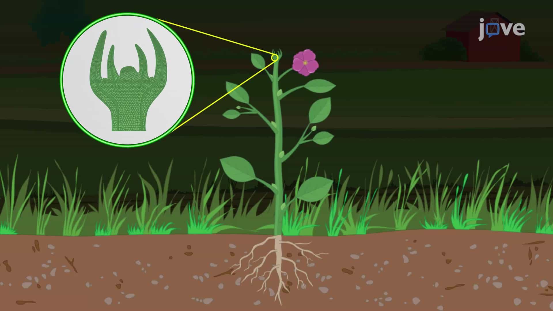 Plant Cells and Tissues: Meristematic and Permanent