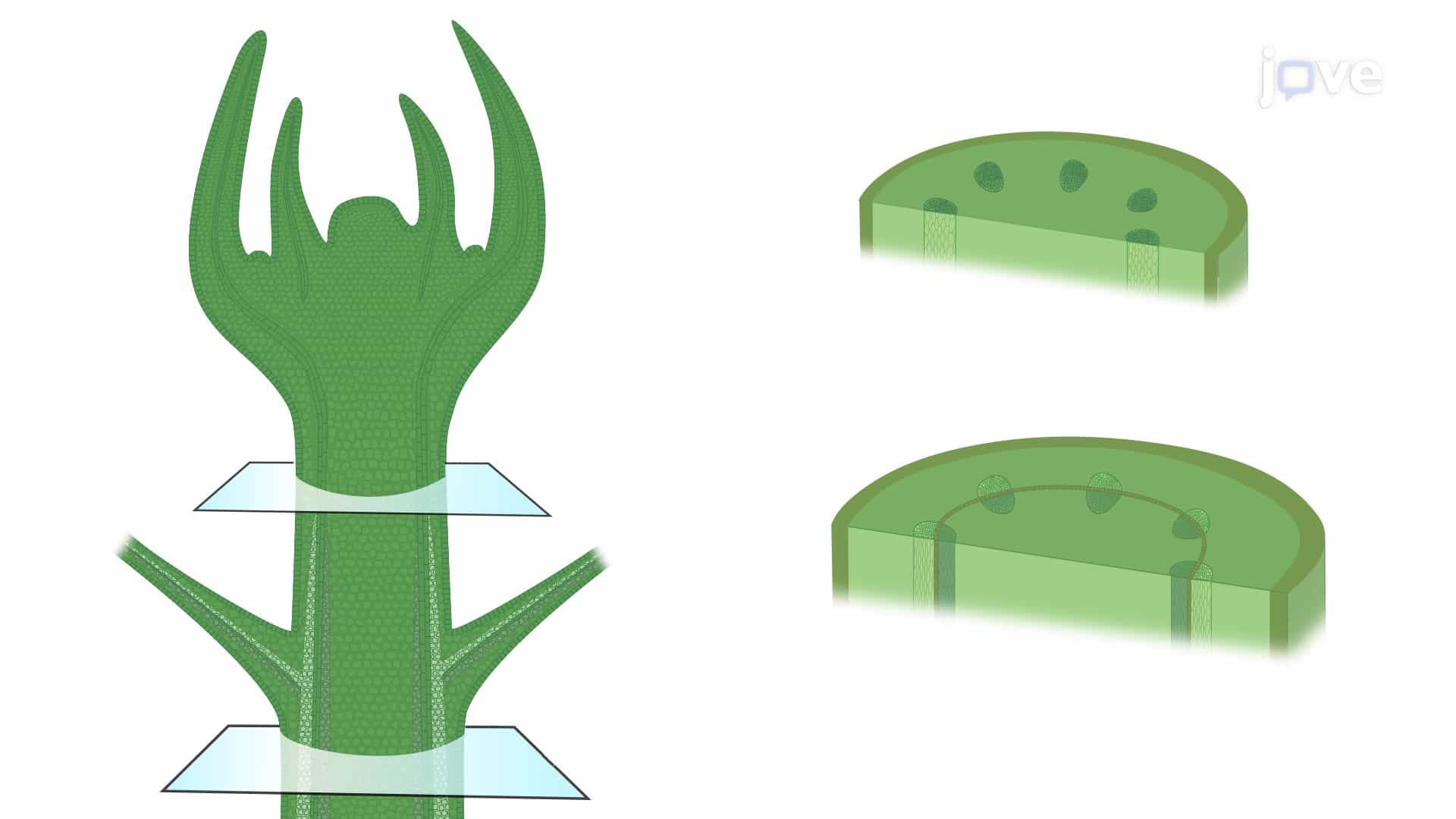 Meristems in Primary and Secondary Growth in Plants