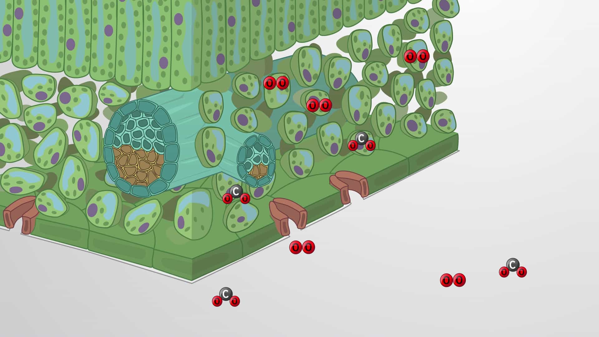 Plant Adaptations that Reduce Water Loss