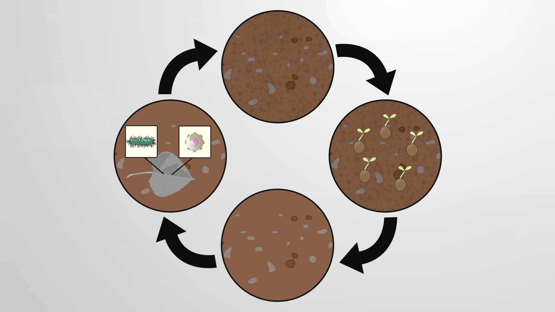 Soil Composition, Nutrients and Ecosystem