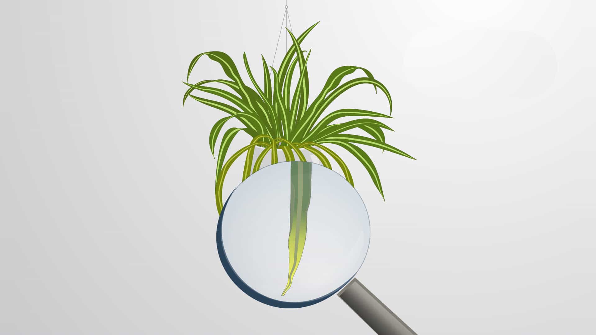 Plant Nutrition: Macro and Micro-nutrients