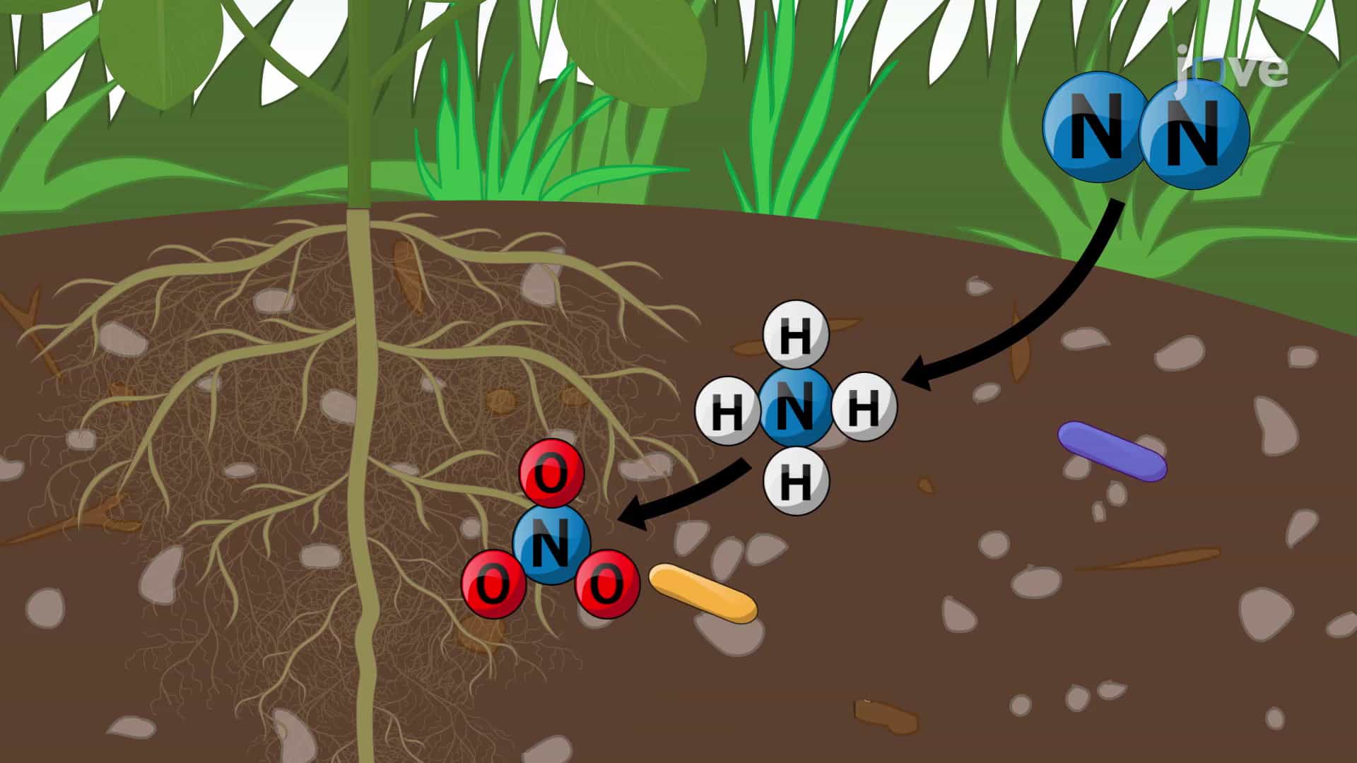 Rhizobacteria and Mycorhizae in Plant Nutrition