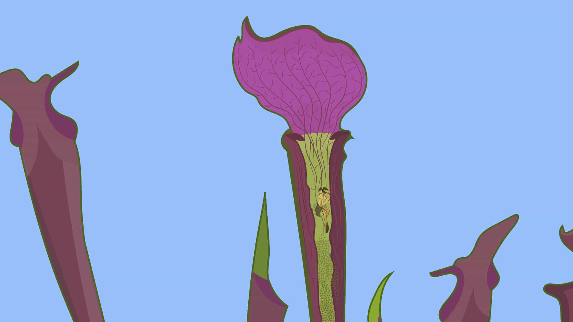 Epiphytes, Parasitic, and Carnivorous Plants