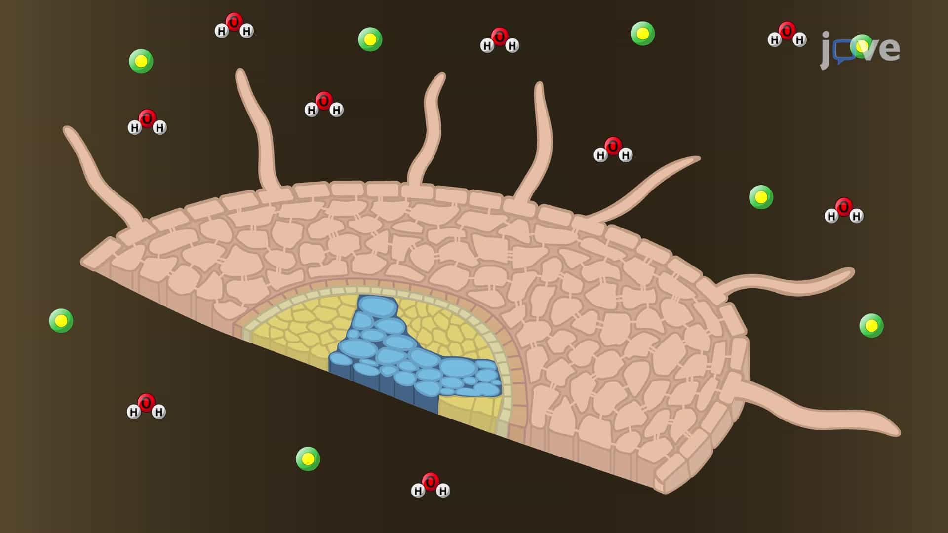 The Apoplast and Symplast Transport in Plants