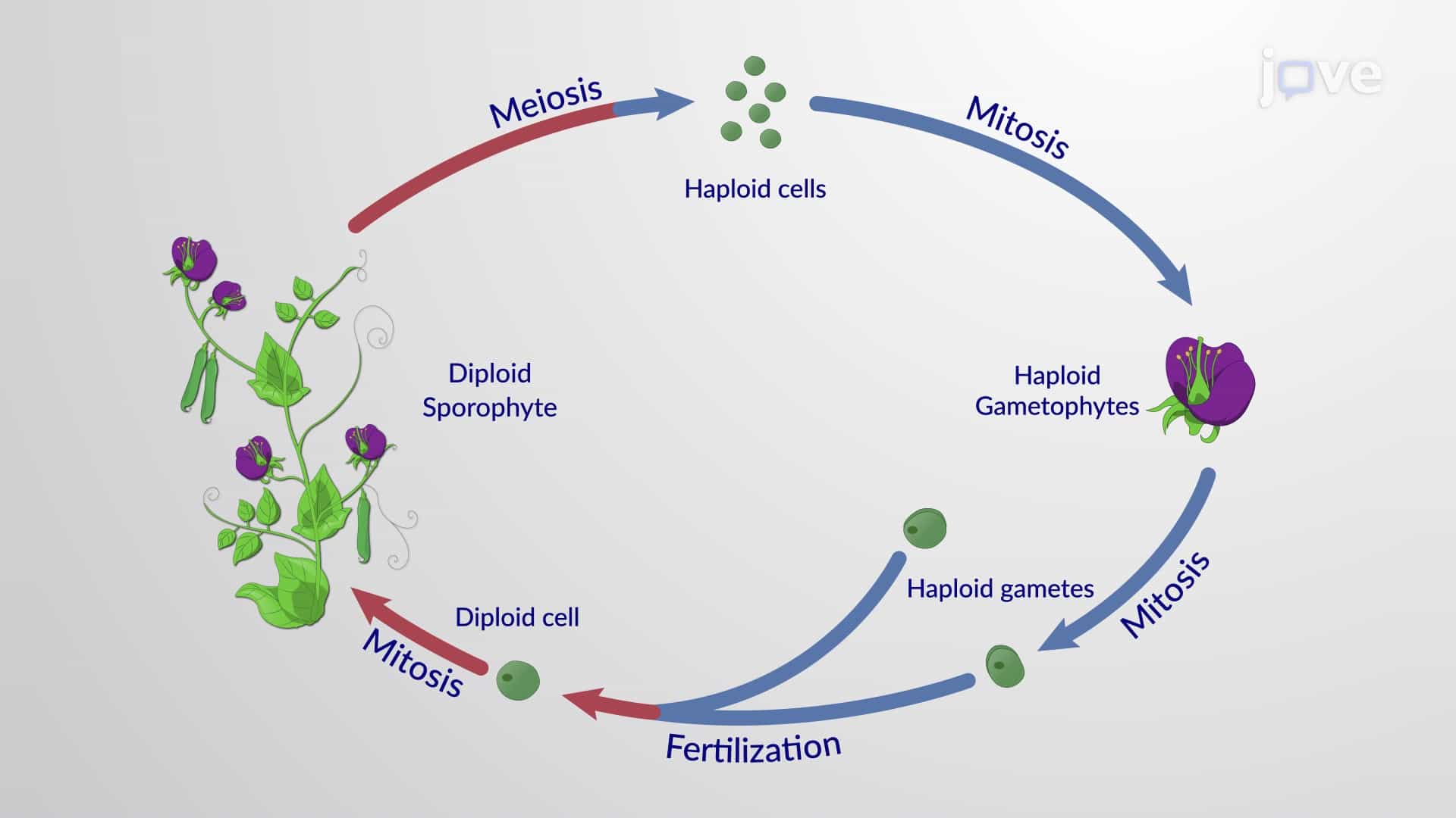 The Angiosperm Life Cycle and Double Fertilization