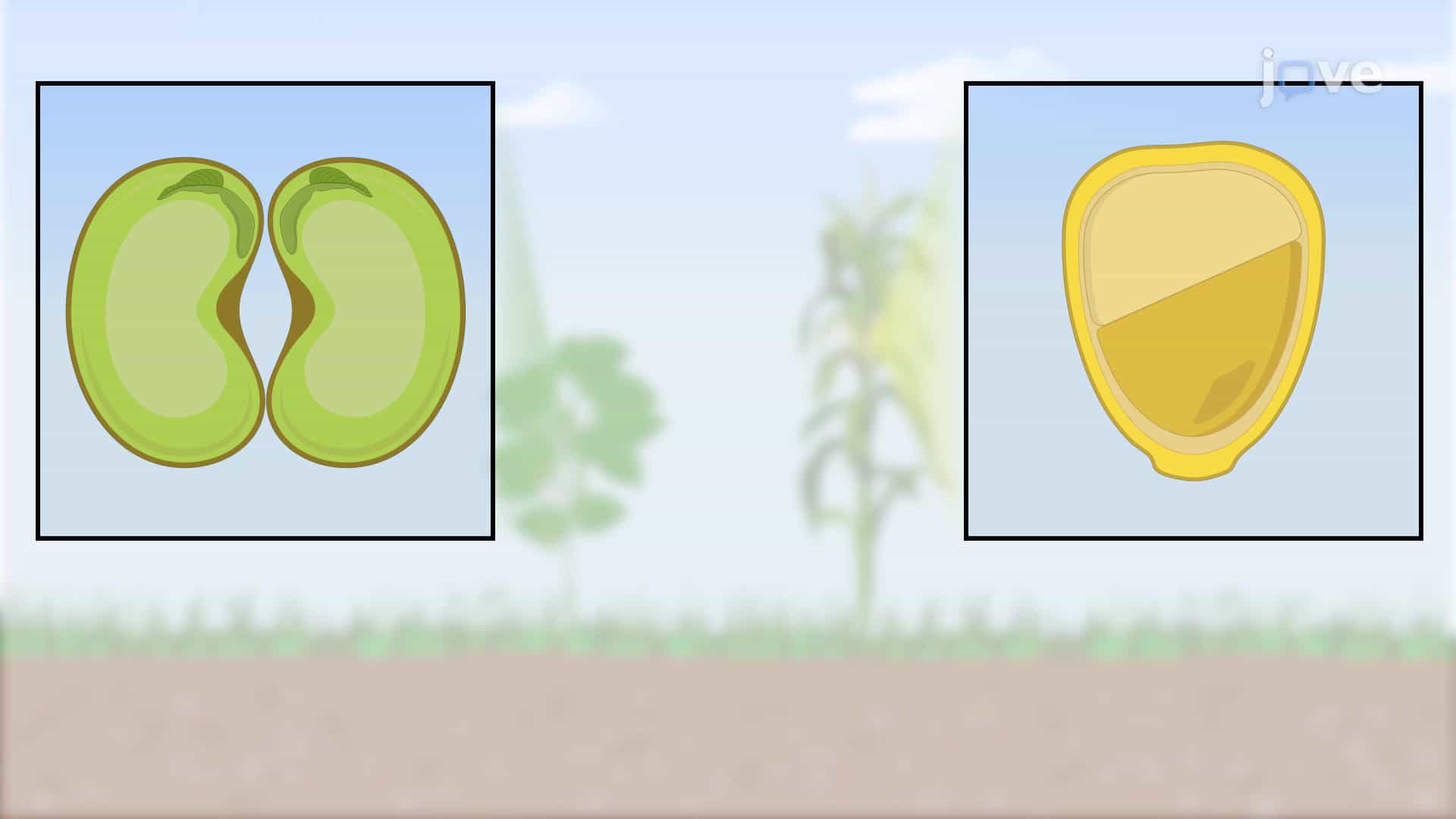 Seed Structure, Cotyledons and Endosperm Development