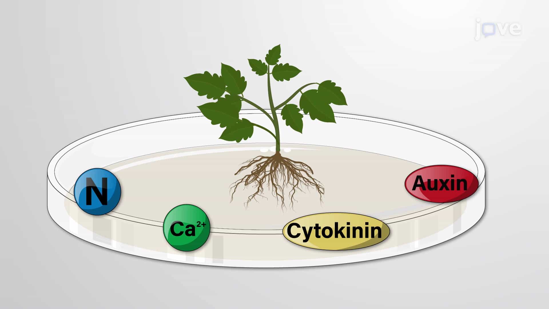 In-Vitro Plant Tissue Culture and Genetic Modifications