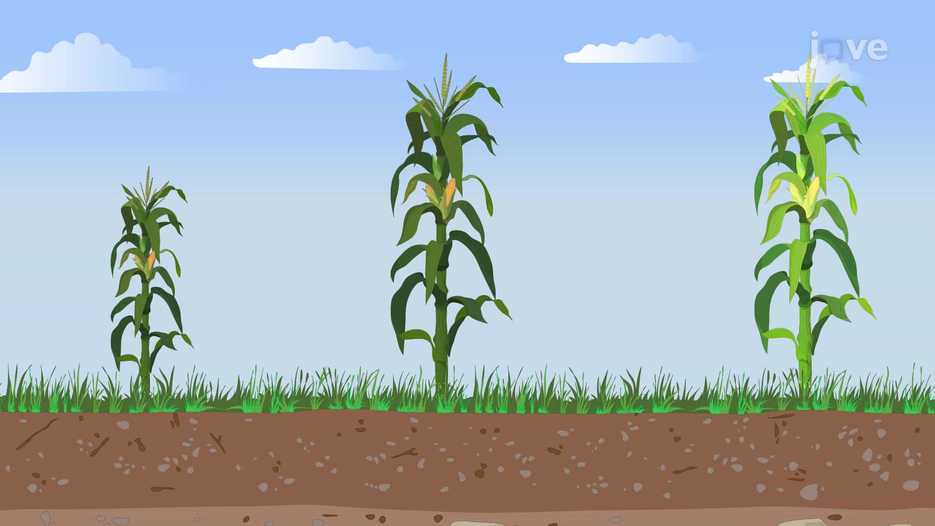 Plant Breeding, Biotechnology and Genetically Modified Crops