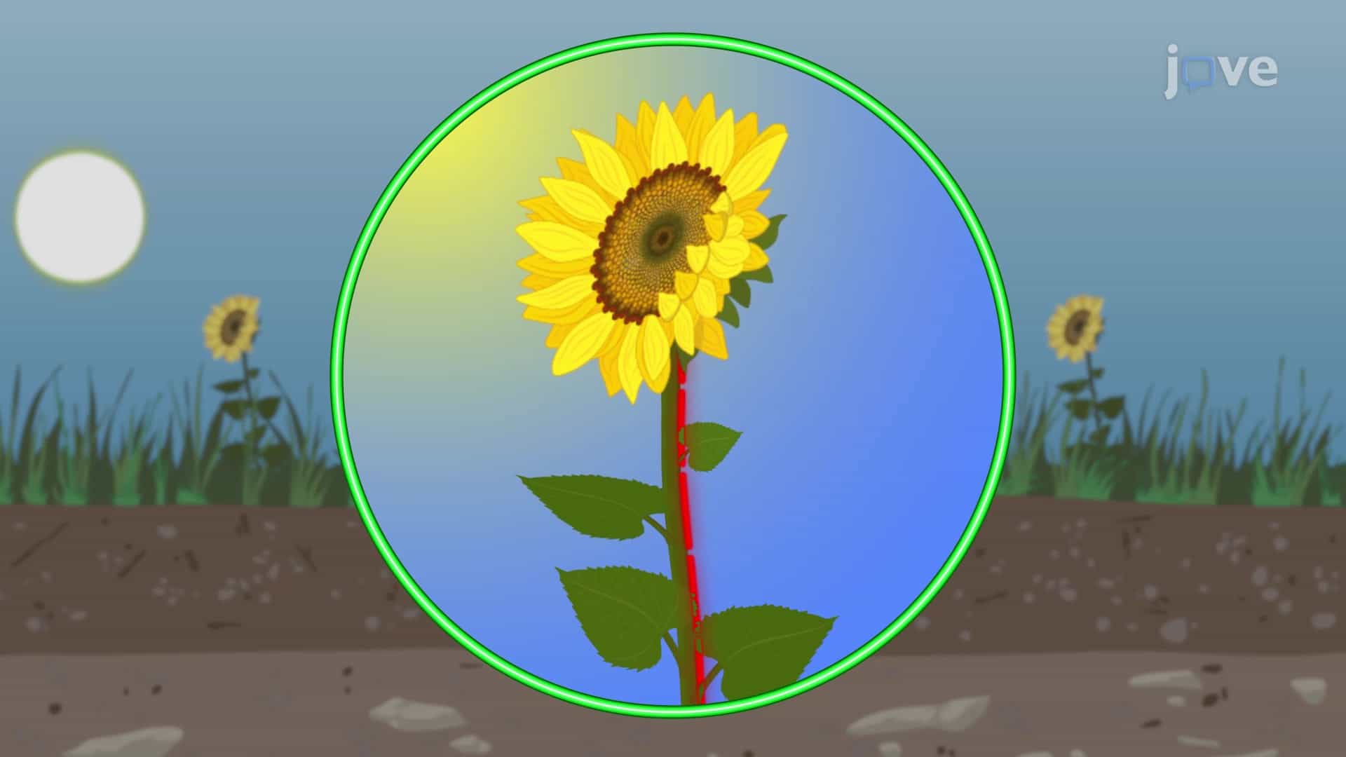 Plant Hormones: Types and Functions
