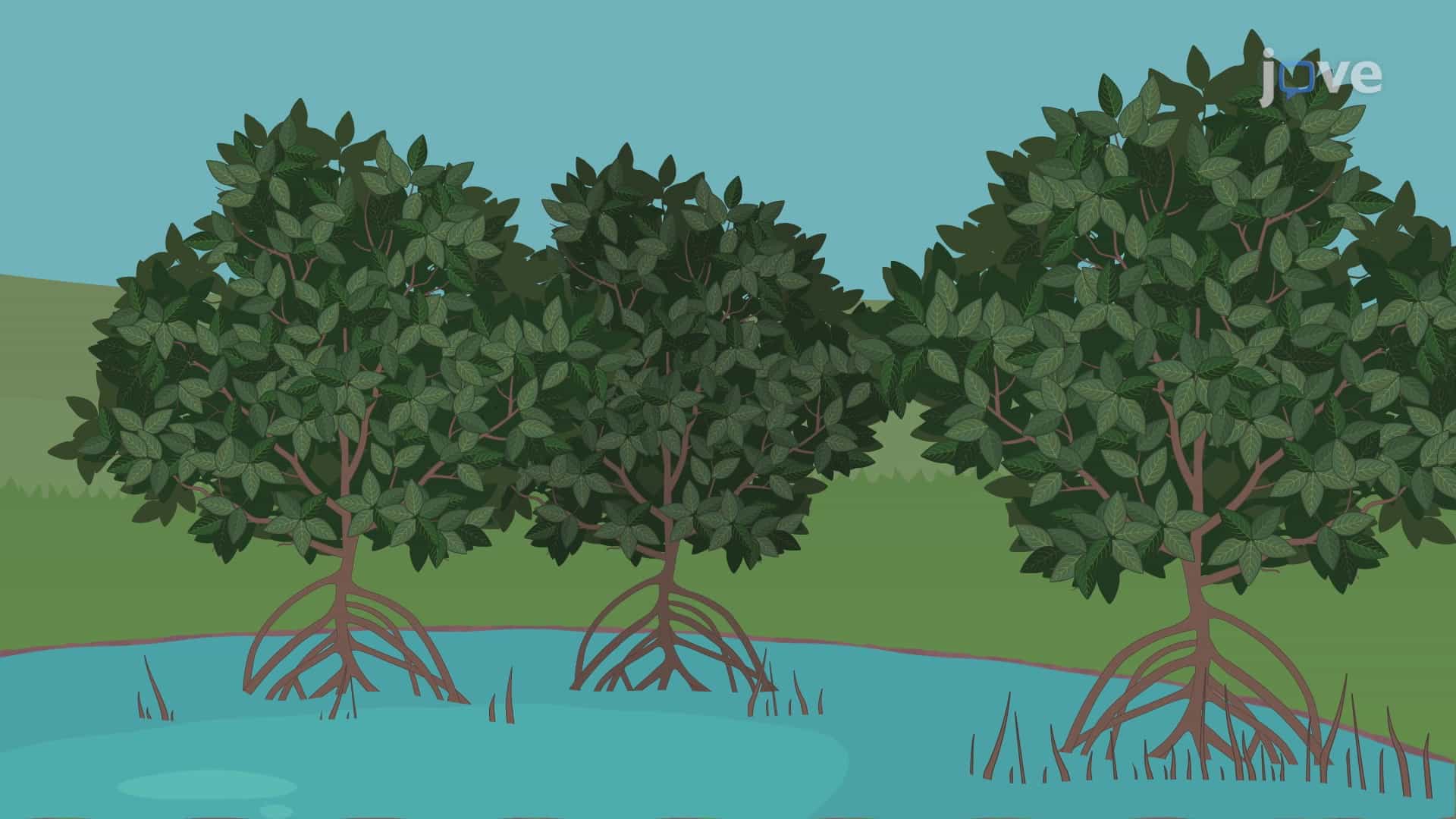 Plant Responses to Drought and Floods