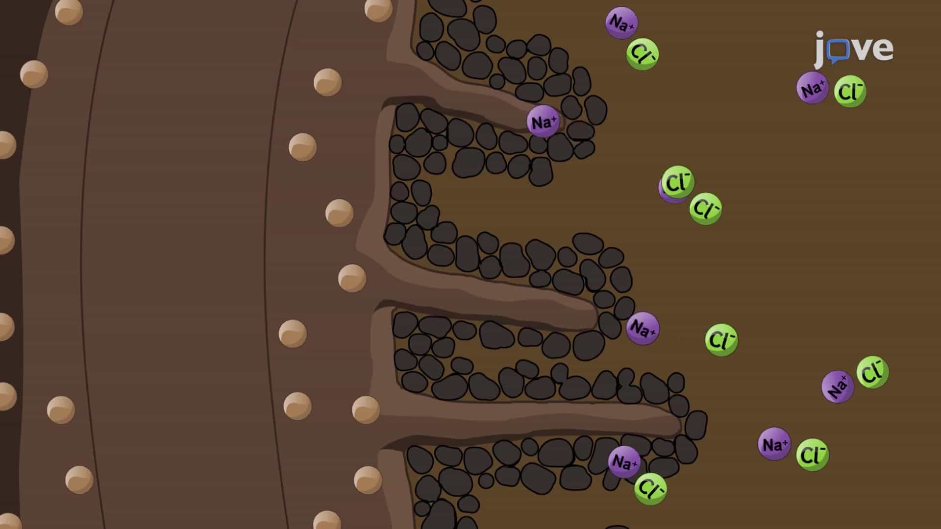 Plant Responses to Salt Stress