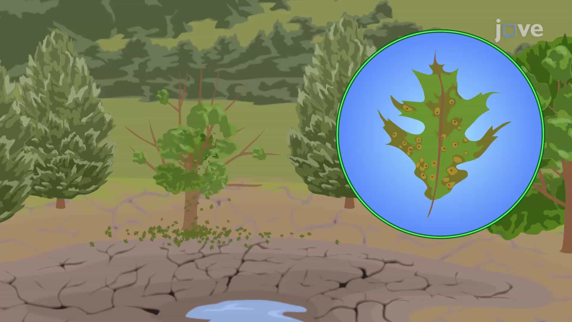 Ecological Disturbance and Impact on Species Diversity