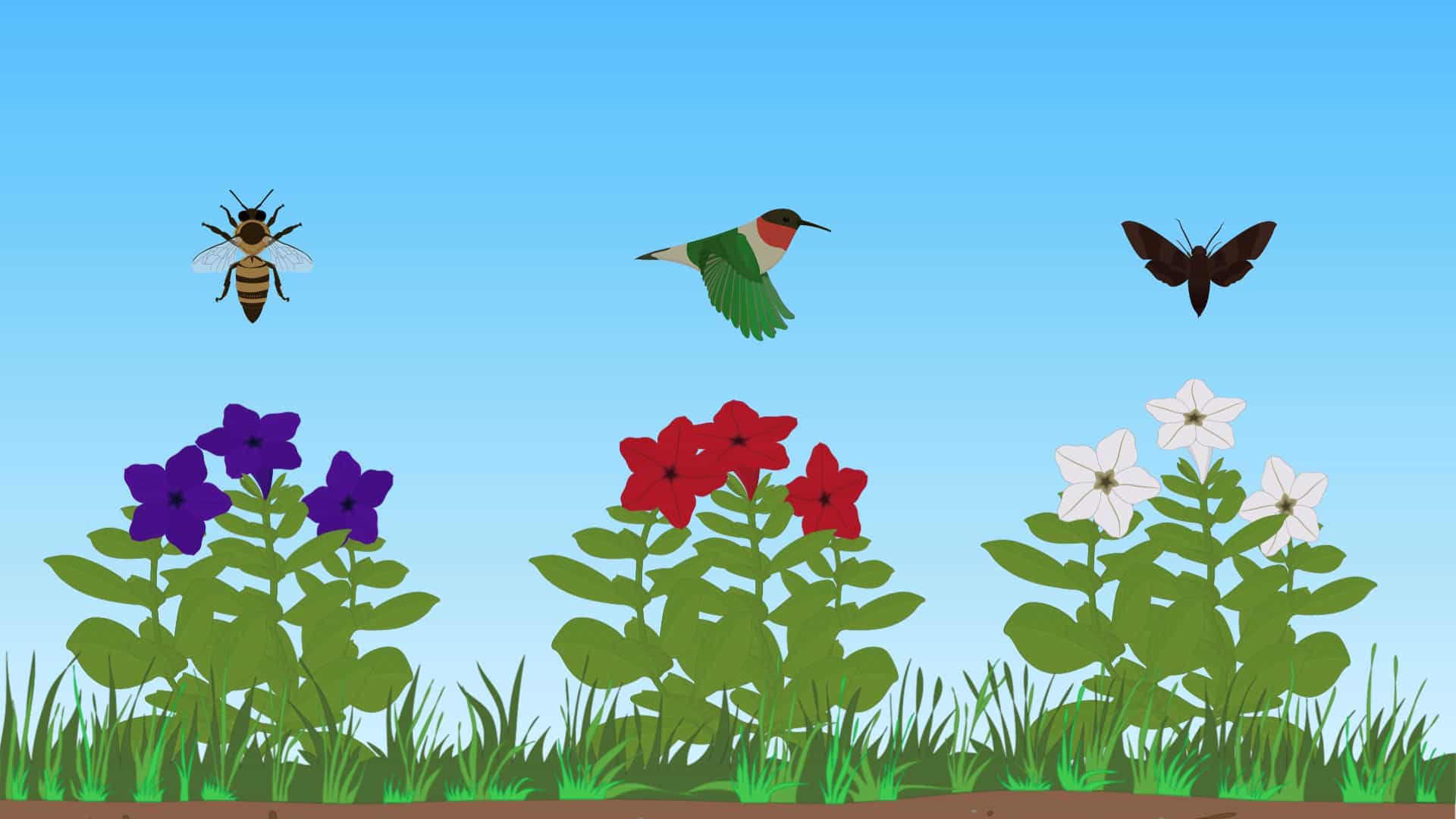 Genetics of Speciation and Reproductive Isolation