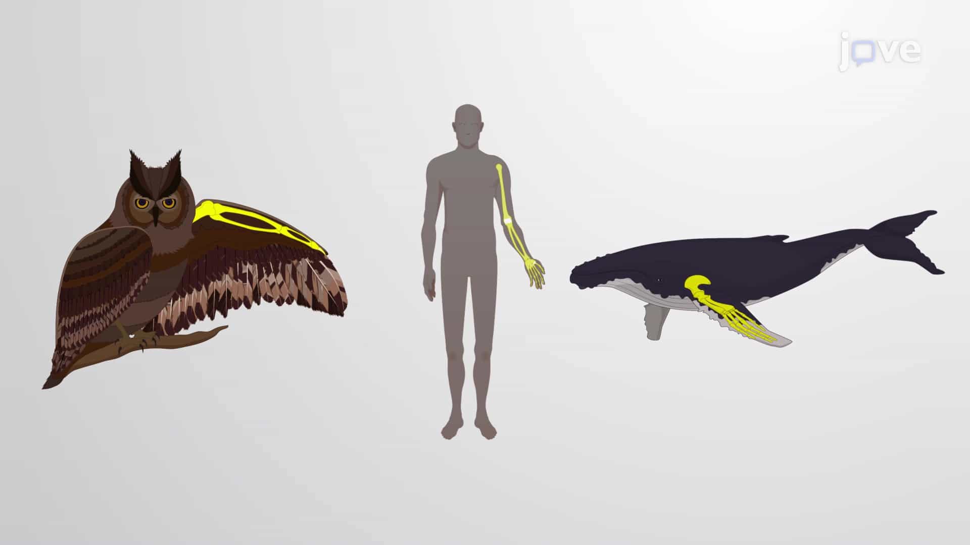 The Evidence for Evolution and Common Ancestor