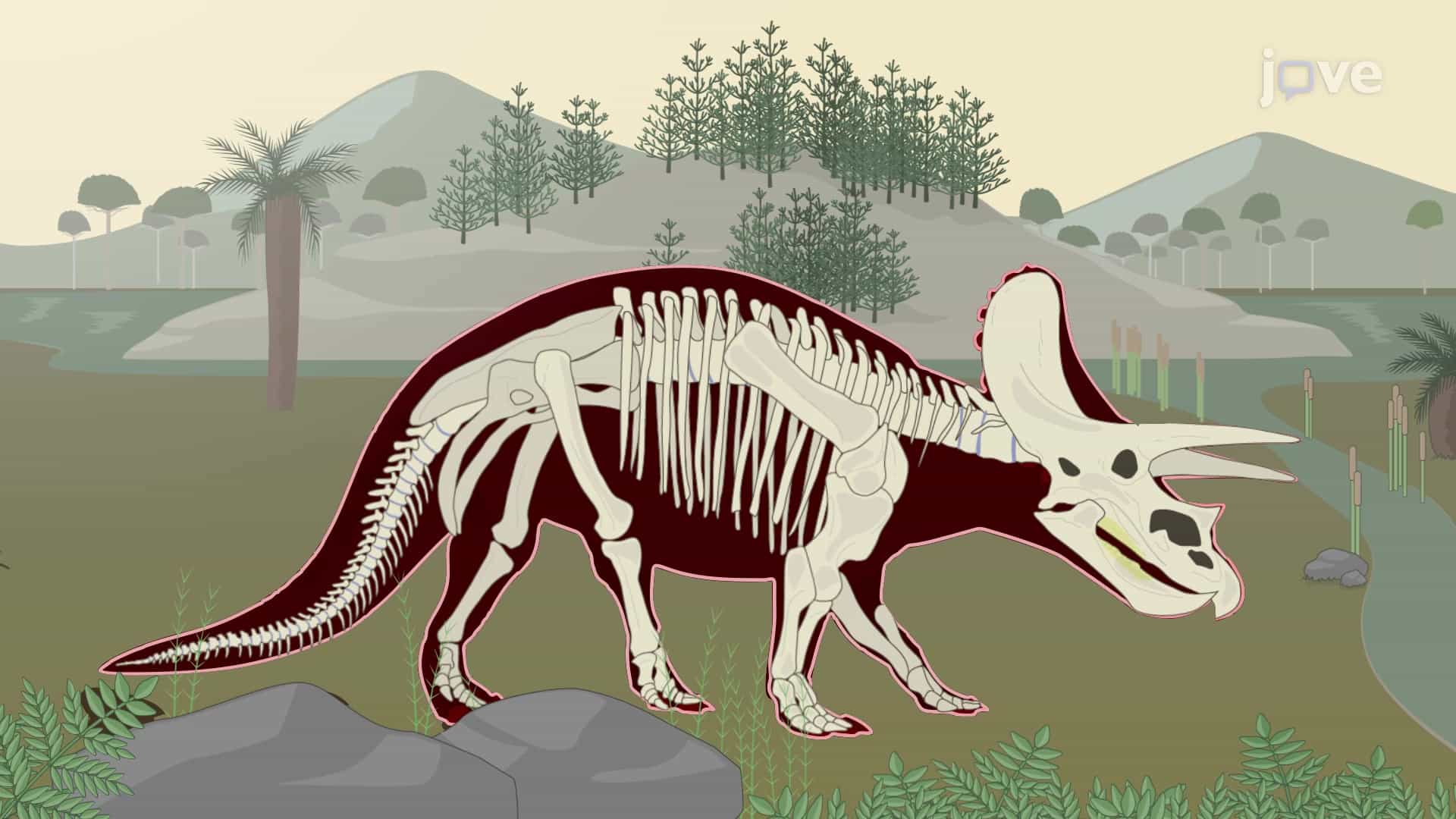 Fossils, Carbon Dating and Fossil Record