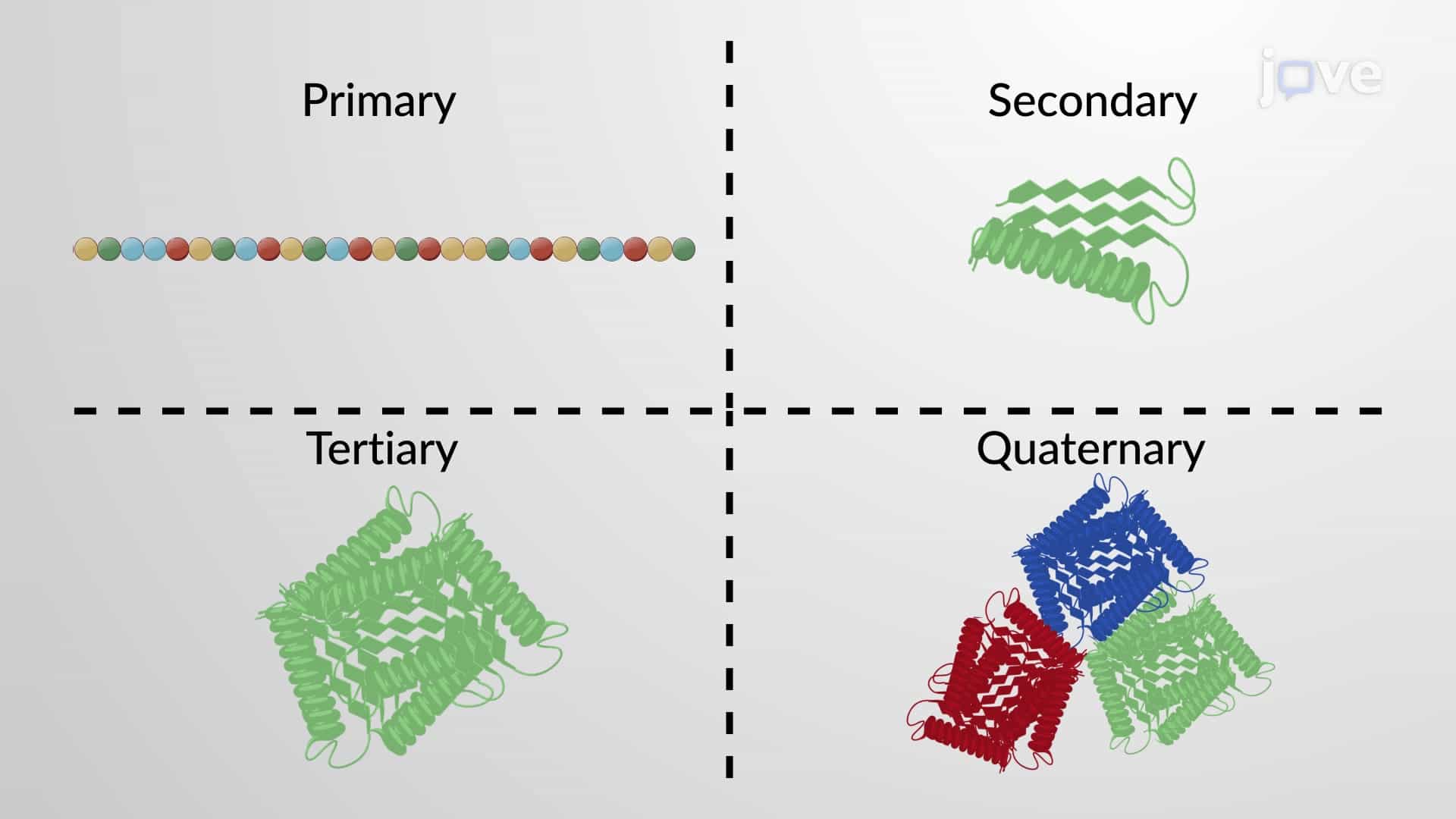 Proteins: Primary, Secondary, Tertiary &amp; Quaternary Structures