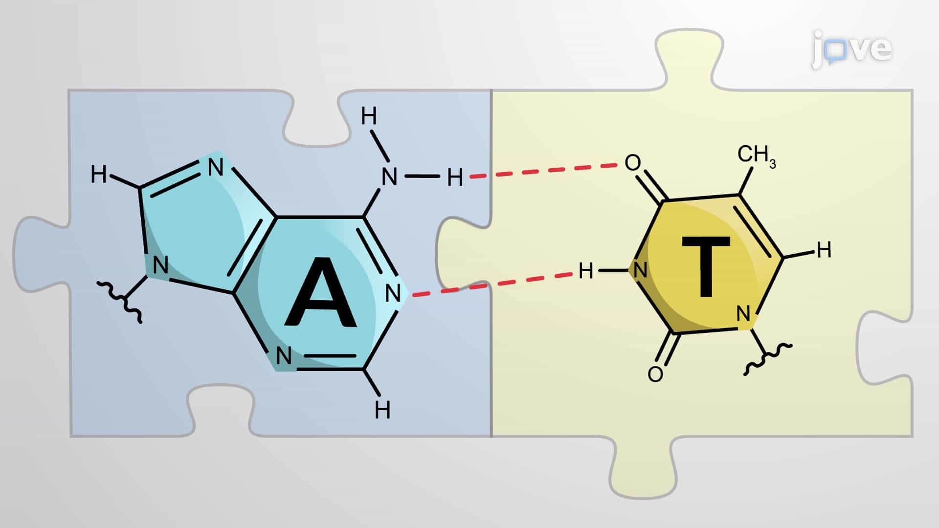 DNA Base Pairing and its Significance in DNA Replication