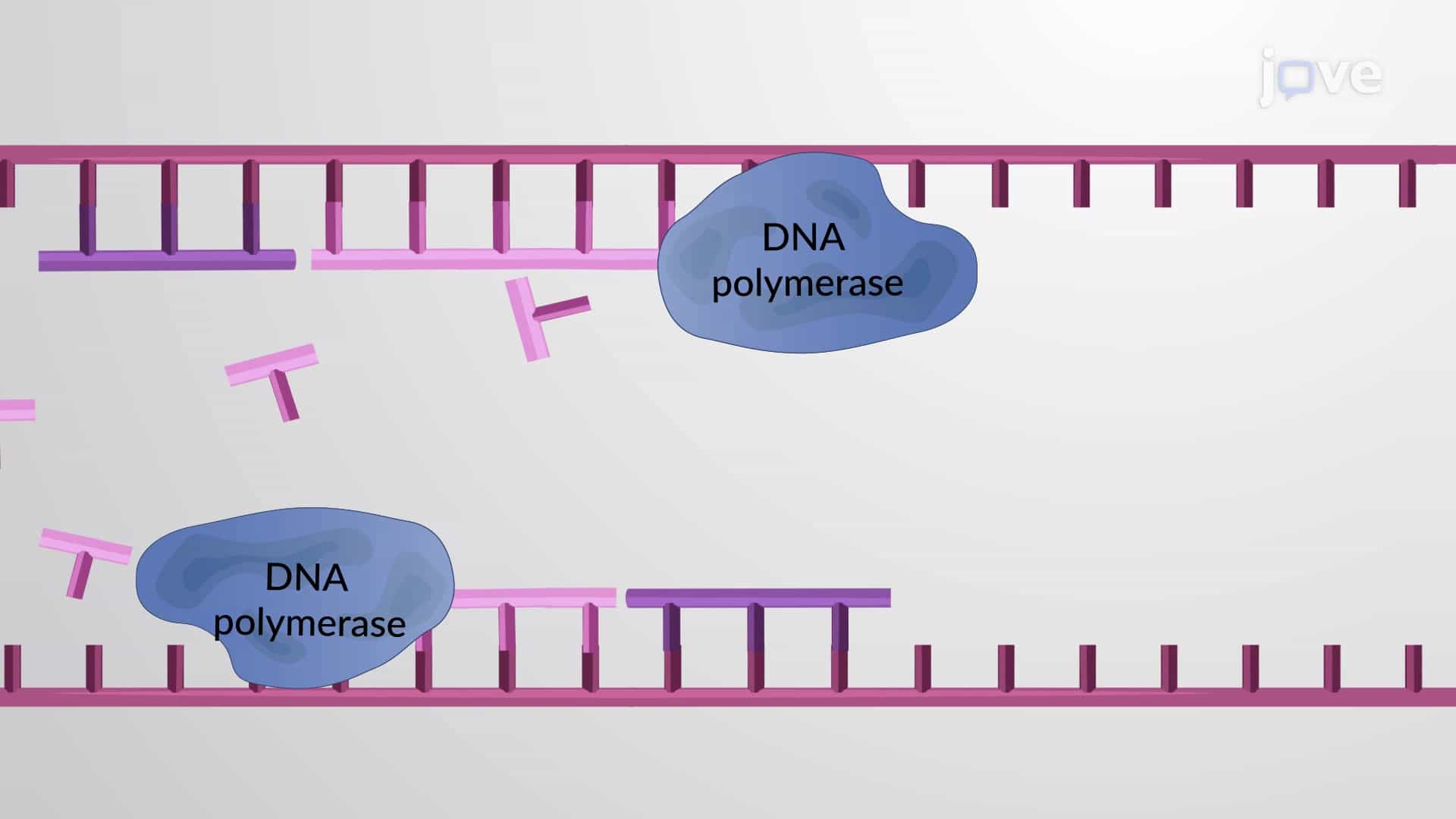 DNA Replication: Semiconservative, 5'-3' DNA Synthesis