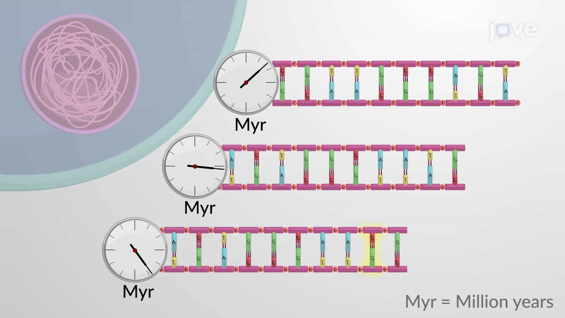 Gene Evolution - Fast or Slow?