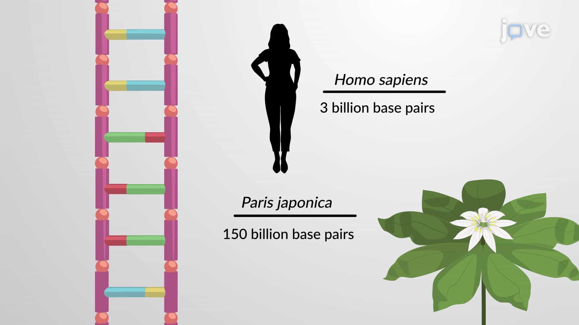 Genome Size and the Evolution of New Genes