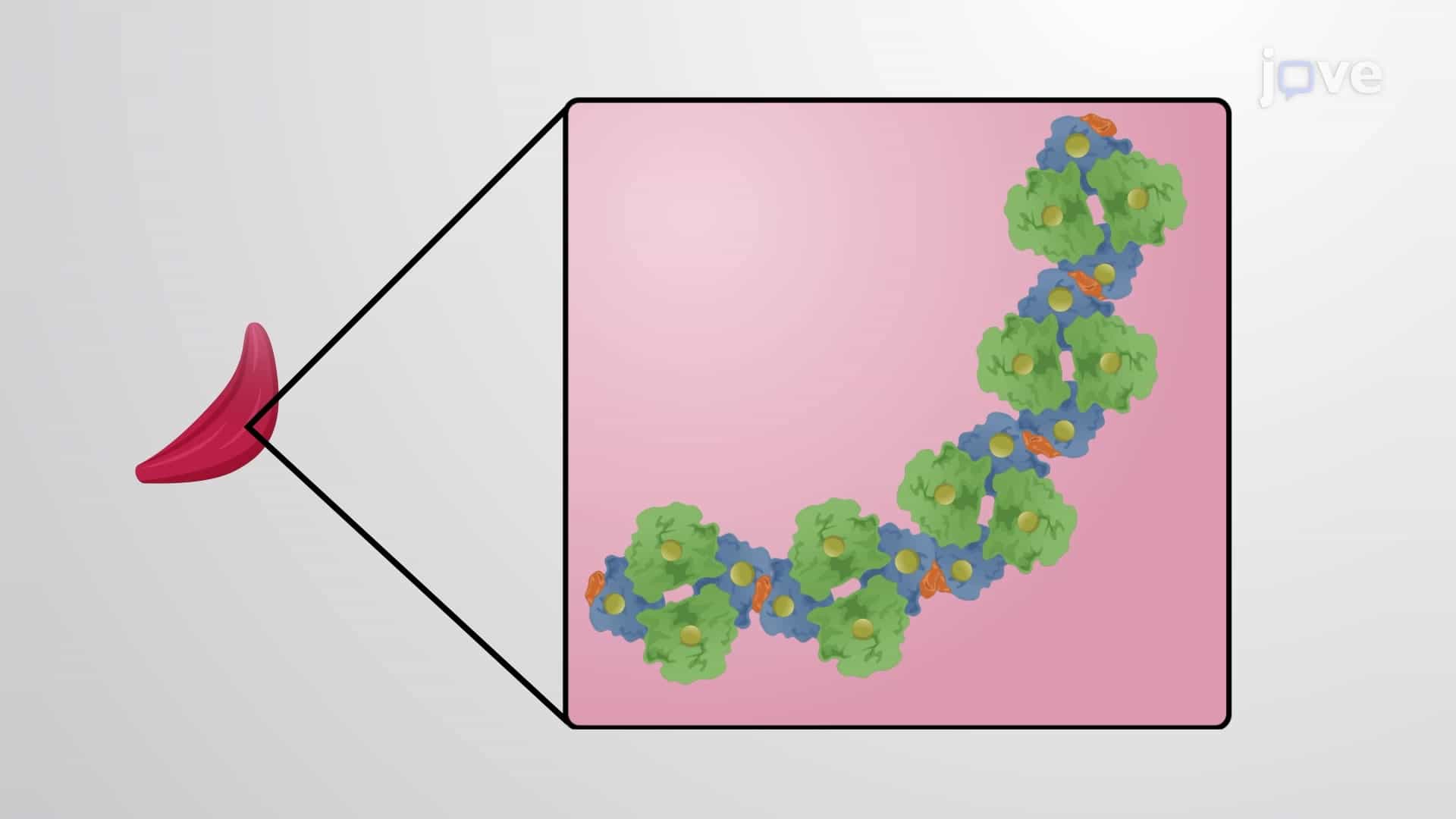 Homomeric and Heteromeric Protein Complex Assemblies