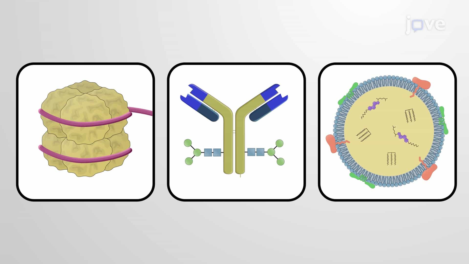 Conjugated Proteins: Nucleoprotein, Glycoprotein &amp; Lipoprotein