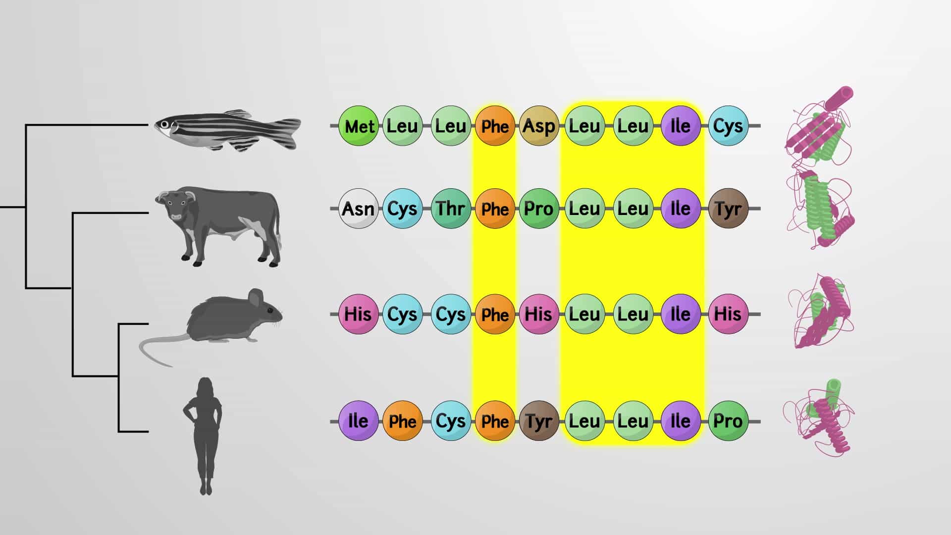 Conserved Binding Sites: Indentification using ConCavity and MONKEY
