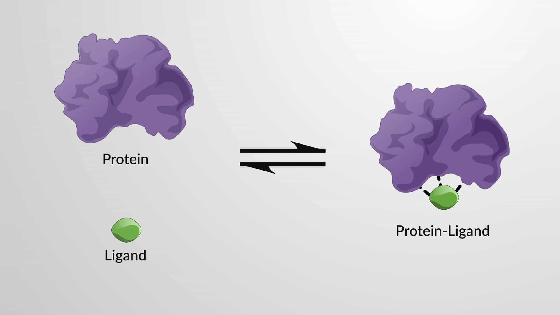 The Equilibrium Binding Constant and Binding Strength of Proteins