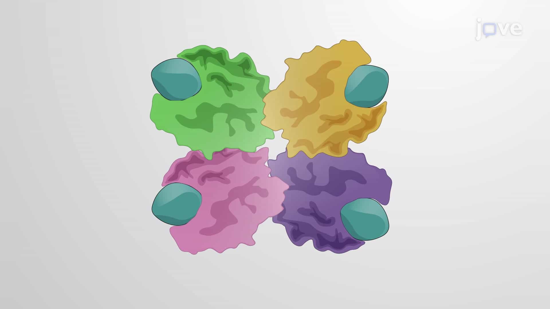 Cooperative Allosteric Transitions: Concerted &amp; Sequential Model