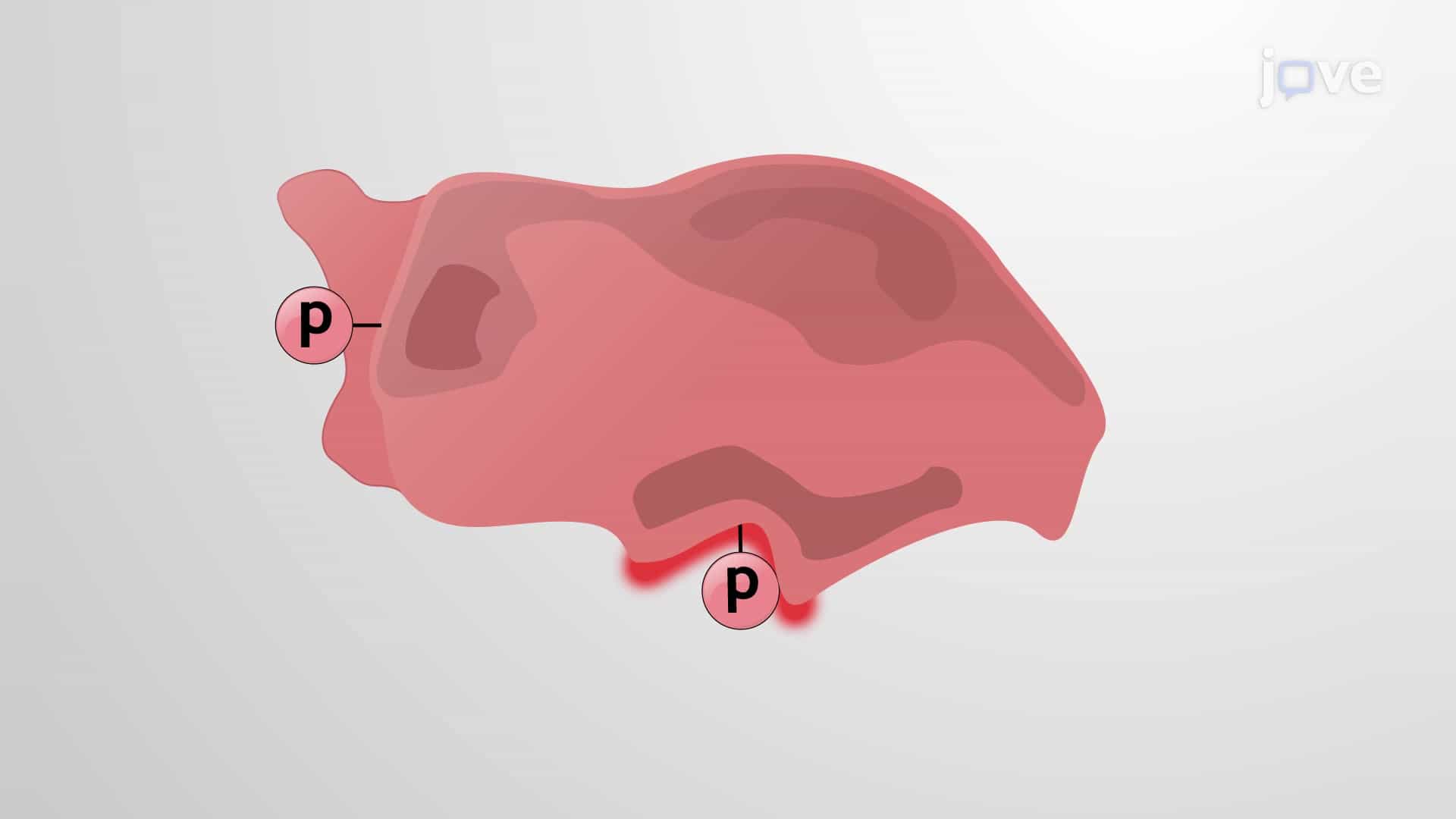 Protein Modifications: Protein Kinases and Phosphatases