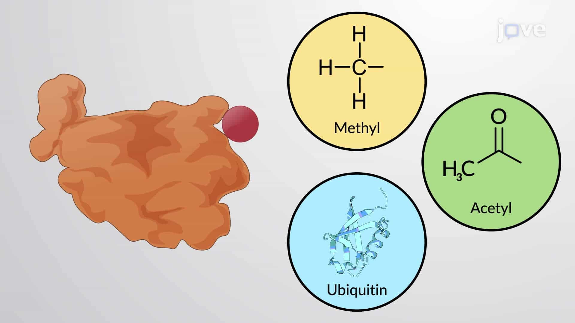 Covalently Linked Protein Regulators and Post-translational Modification