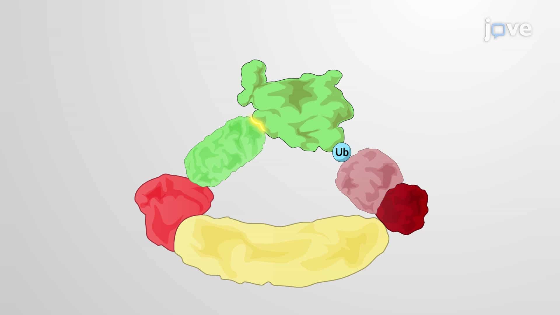 Interchangeable Protein Complexes: Skp, Cullin, F-box SCF Ubiquitin Ligase