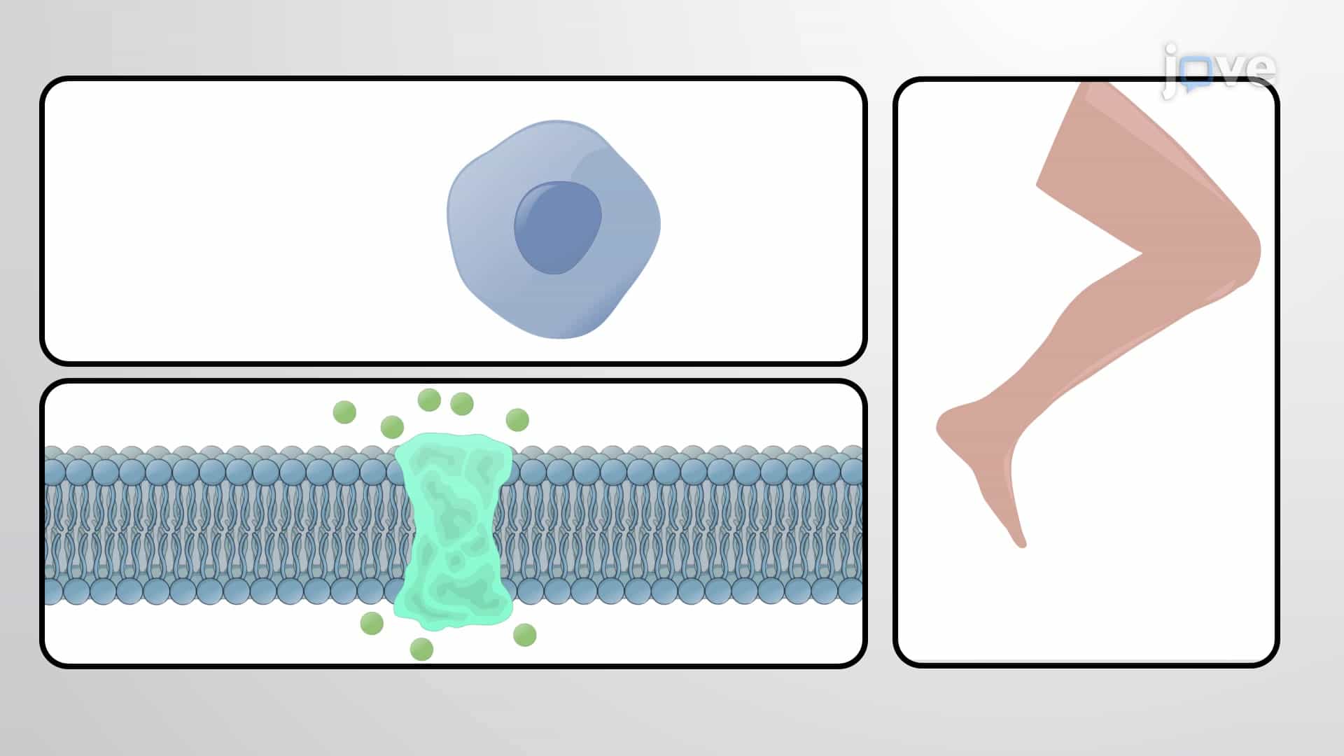 Mechanical Protein Functions: Cell Movement &amp; Muscle Contraction